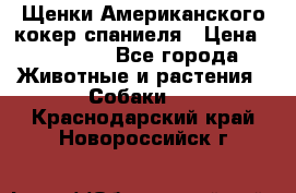 Щенки Американского кокер спаниеля › Цена ­ 15 000 - Все города Животные и растения » Собаки   . Краснодарский край,Новороссийск г.